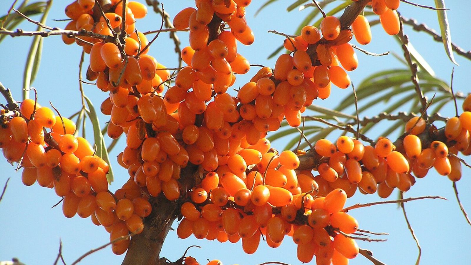 Sea Buckthorn Seed Oil