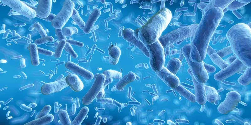 Bifida Ferment Lysate