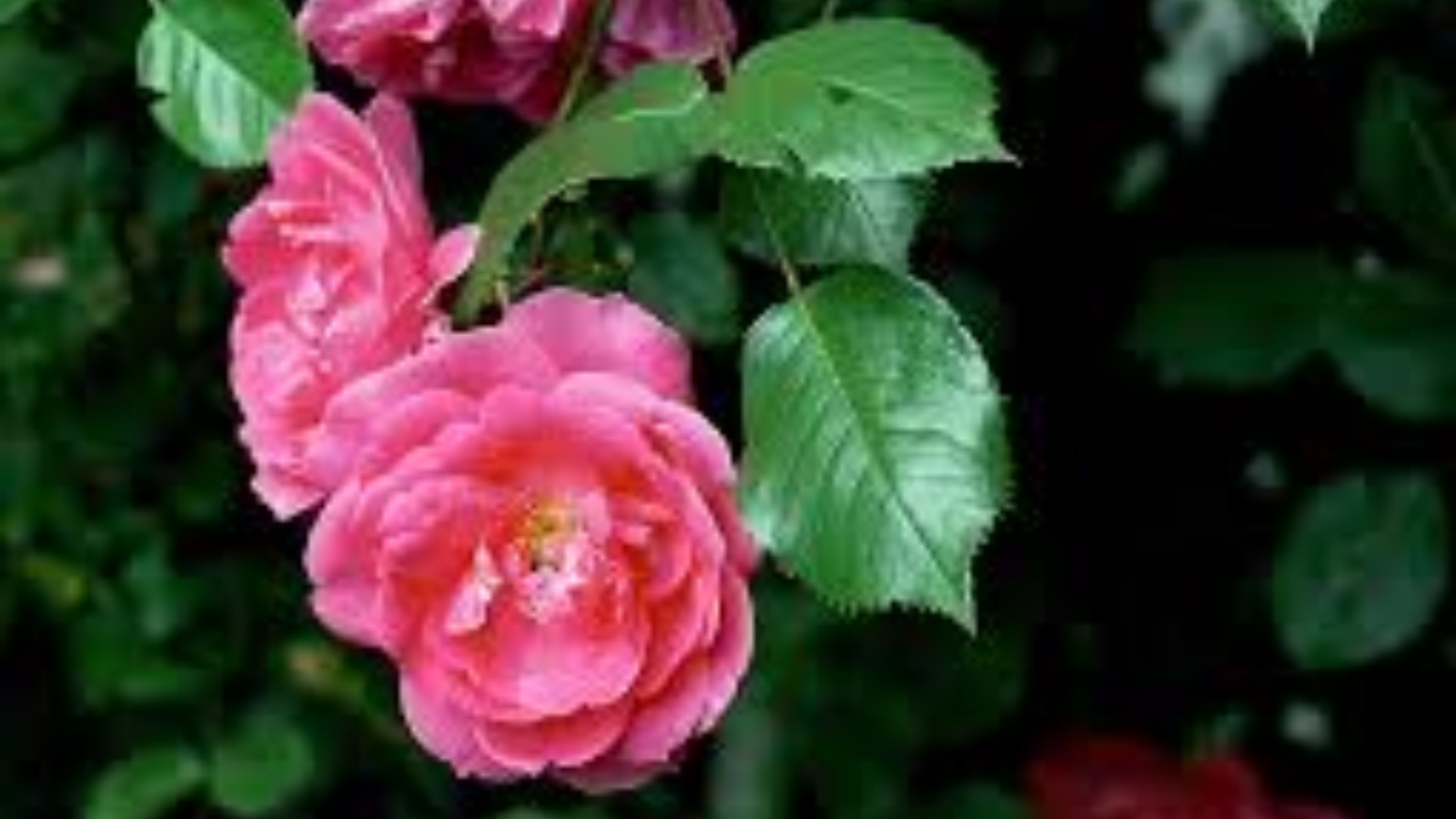 Rosa Damascena Flower Extract