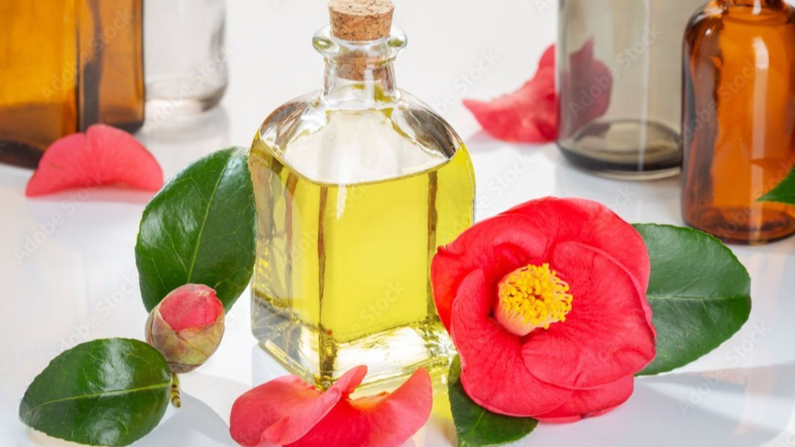 Camellia Japonica Flower Extract
