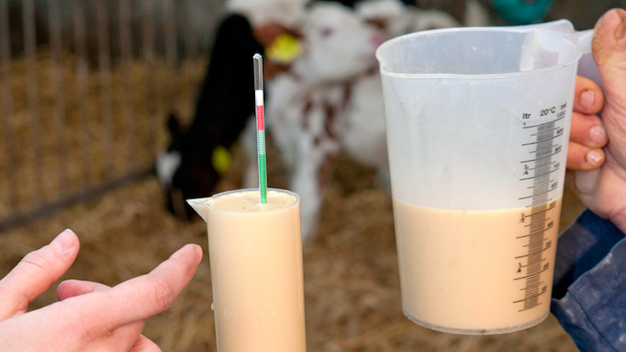 Bovine Colostrum