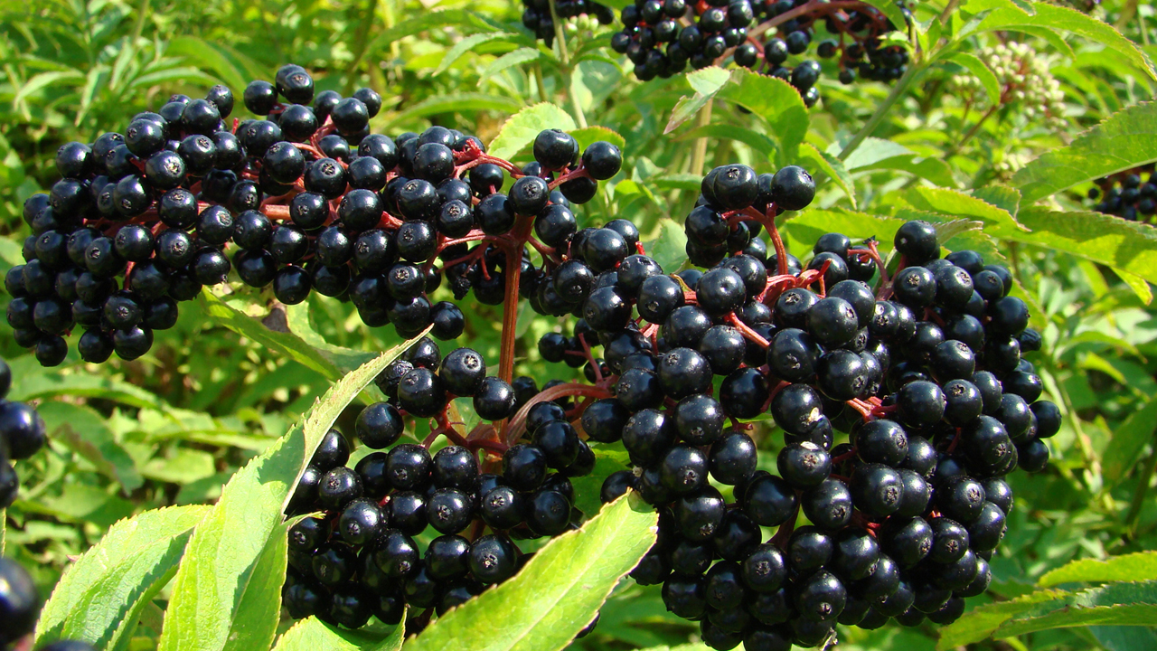Elderberry Extract