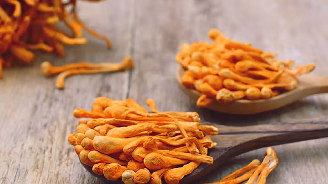 Cordyceps Extract