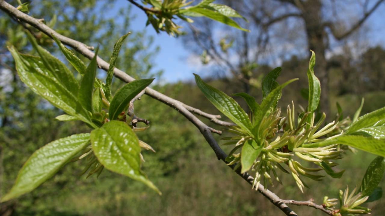 Eucommia Ulmoides Extract