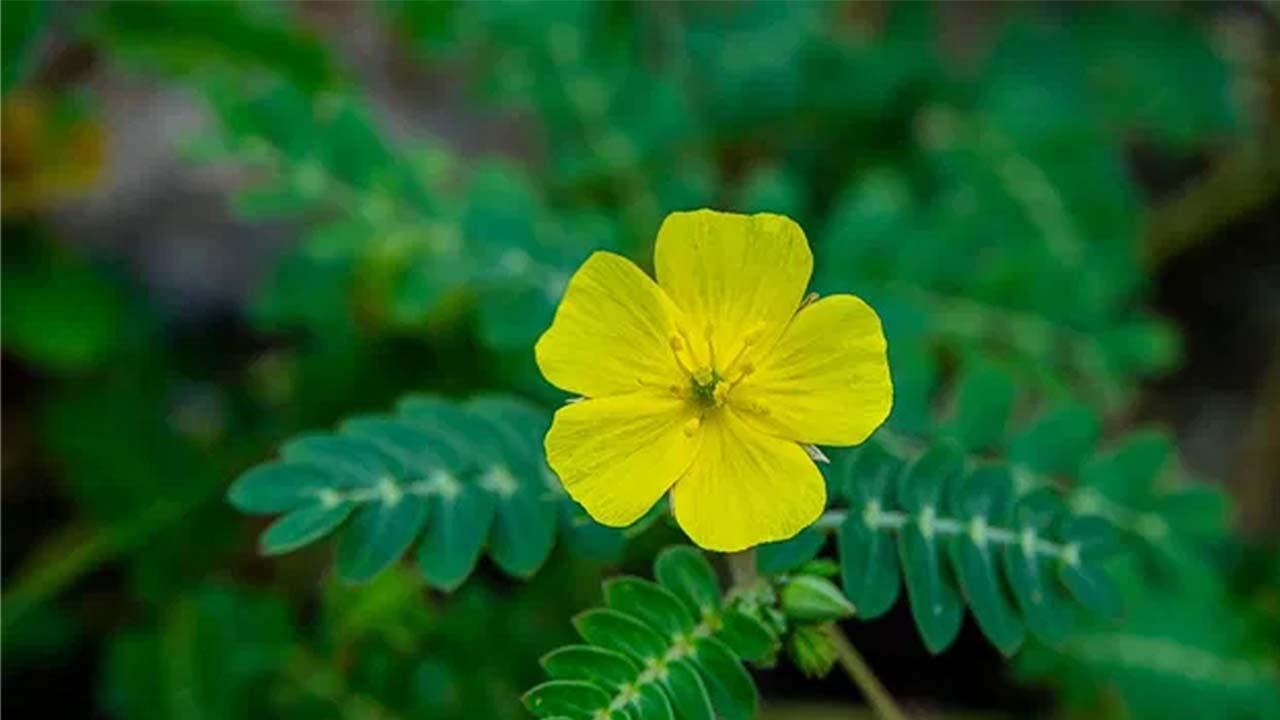 Tribulus Terrestris Extract