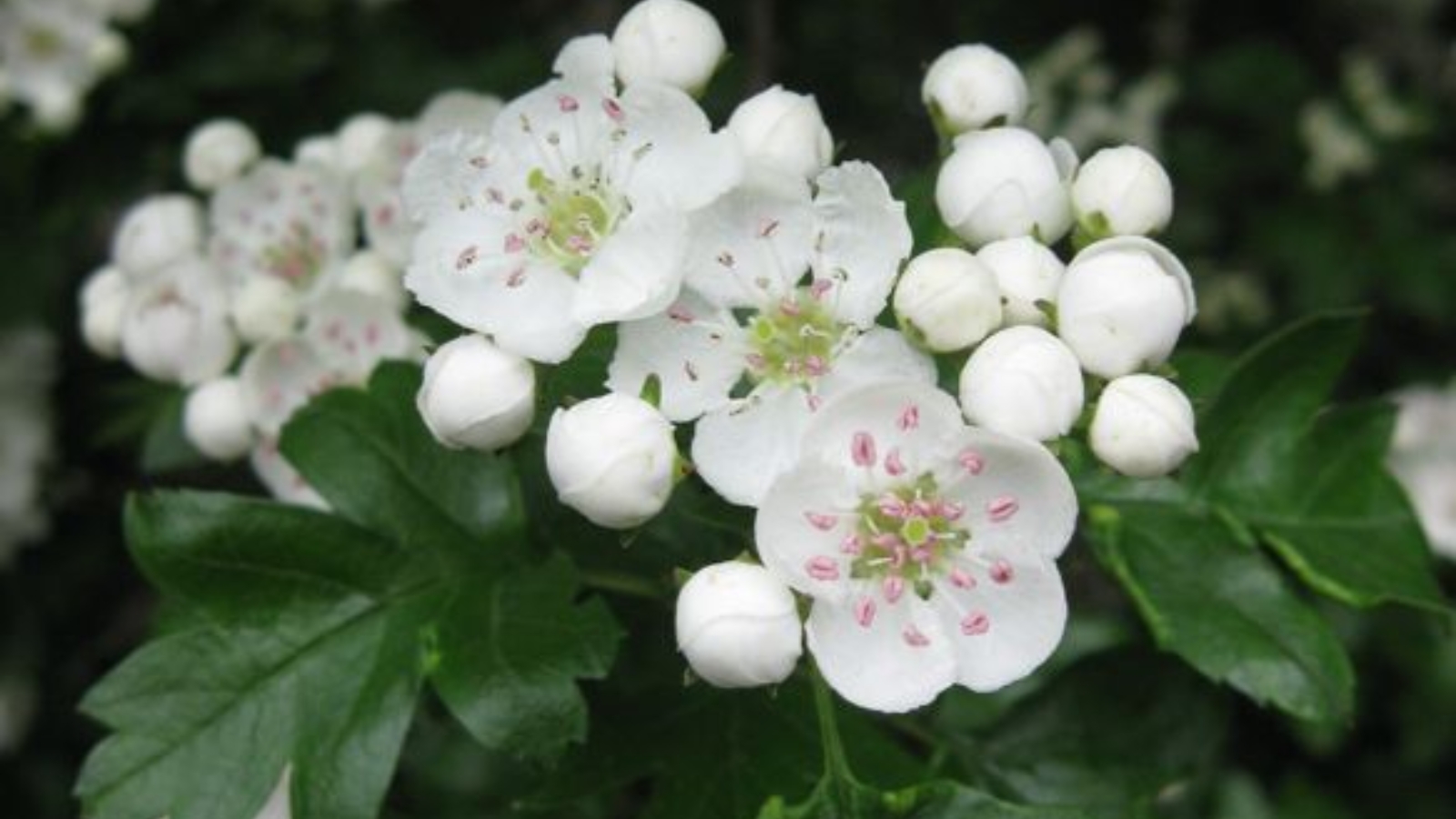 Hawthorn Leaf and Flower Extract