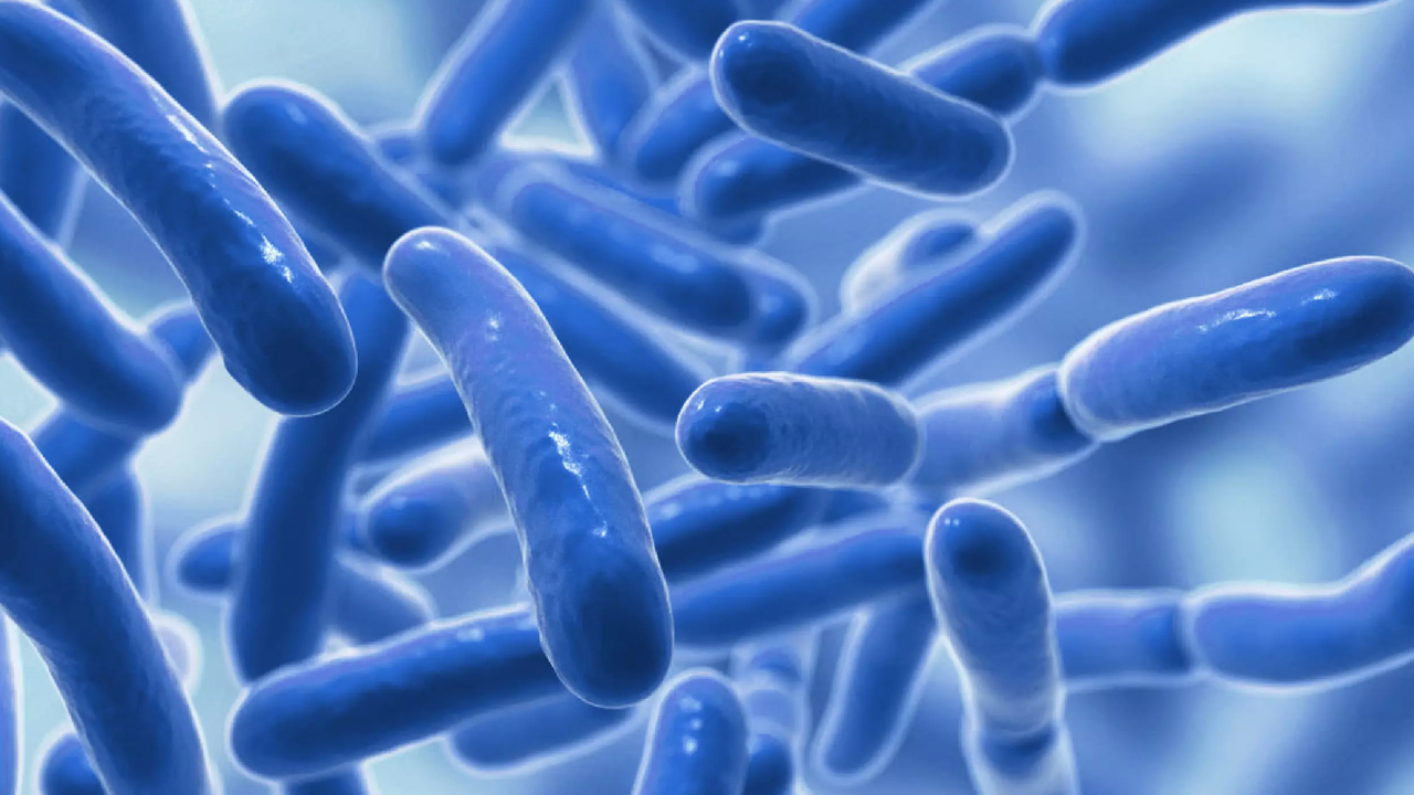 Medical-graded Multi Lactic Acid Bacteria