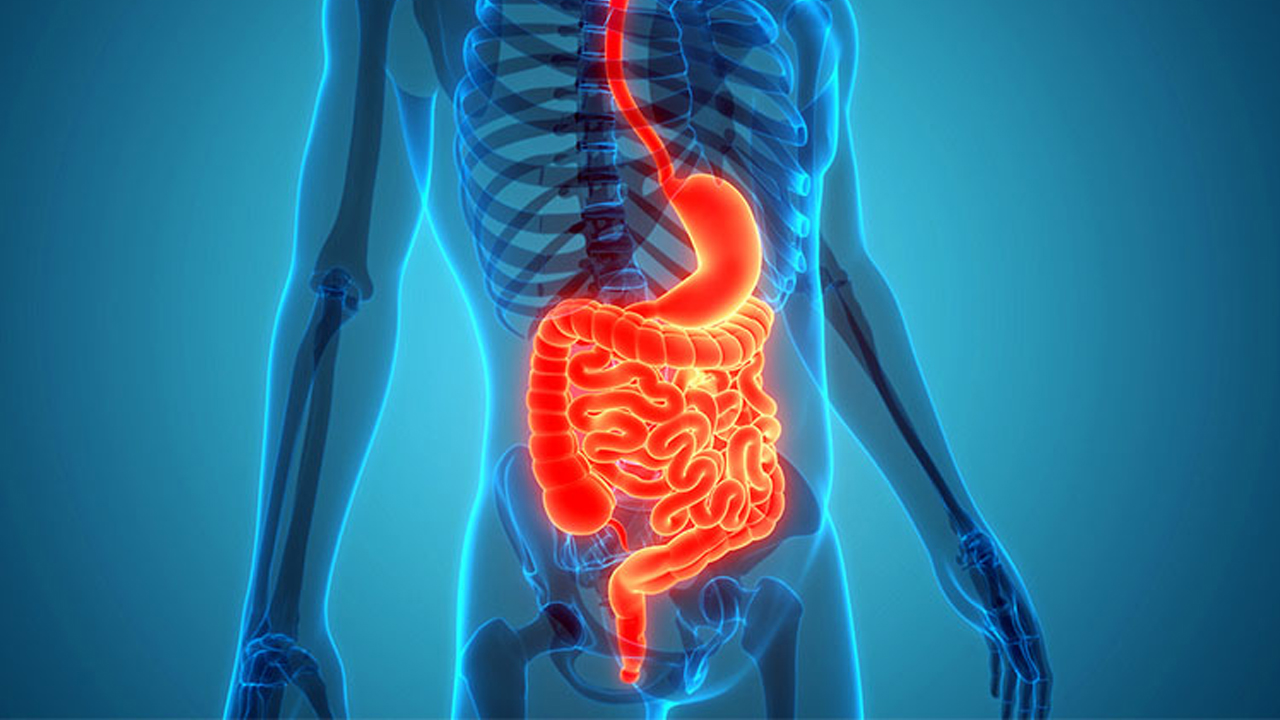 Multi Digestive Enzymes