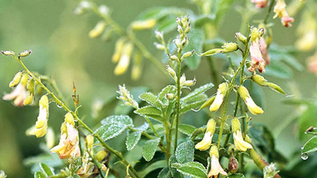 Astragalus Extract