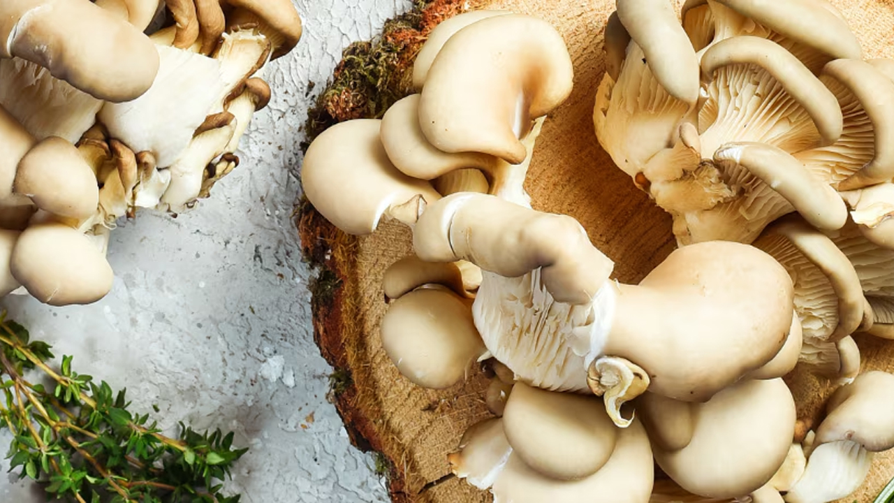 BLEX 404 Maitake Mushroom Extract